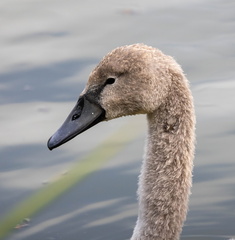  Cygne tuberculé Cygnus olor - Mute Swan