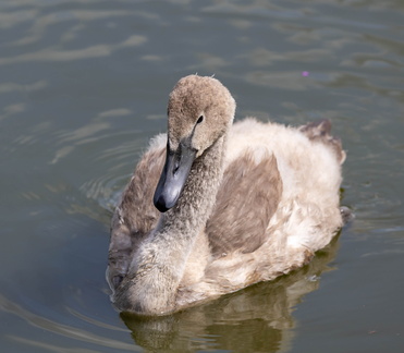  Cygne tuberculé Cygnus olor - Mute Swan