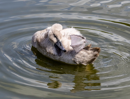  Cygne tuberculé Cygnus olor - Mute Swan