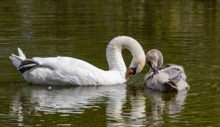  Cygne tuberculé Cygnus olor - Mute Swan