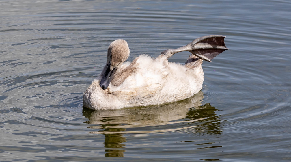  Cygne tuberculé Cygnus olor - Mute Swan