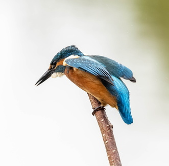 Martin-pêcheur d'Europe Alcedo atthis - Common Kingfisher