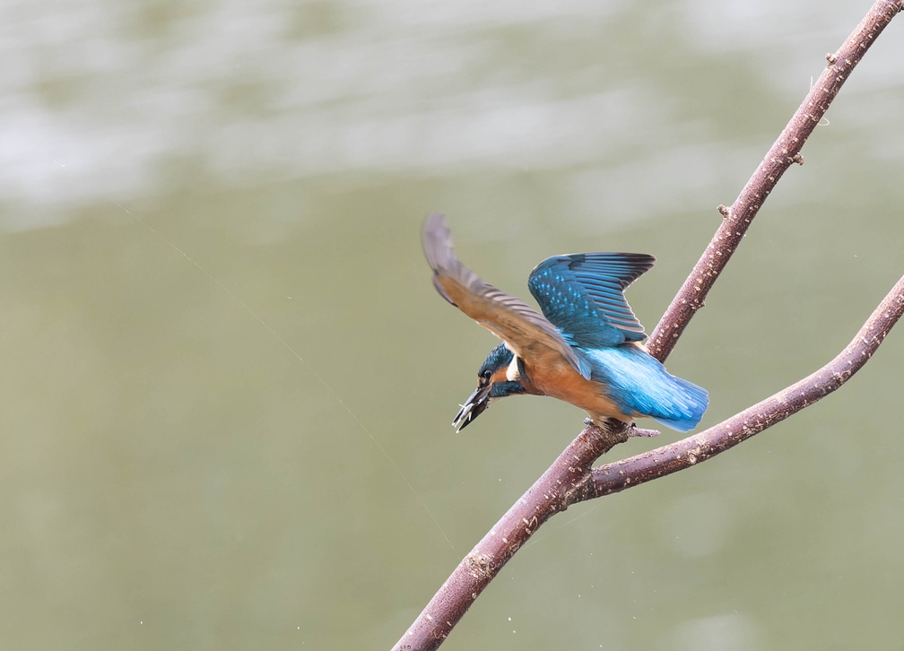 Martin-pêcheur d'Europe Alcedo atthis - Common Kingfisher