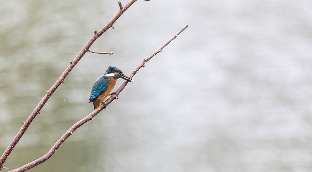 Martin-pêcheur d'Europe Alcedo atthis - Common Kingfisher