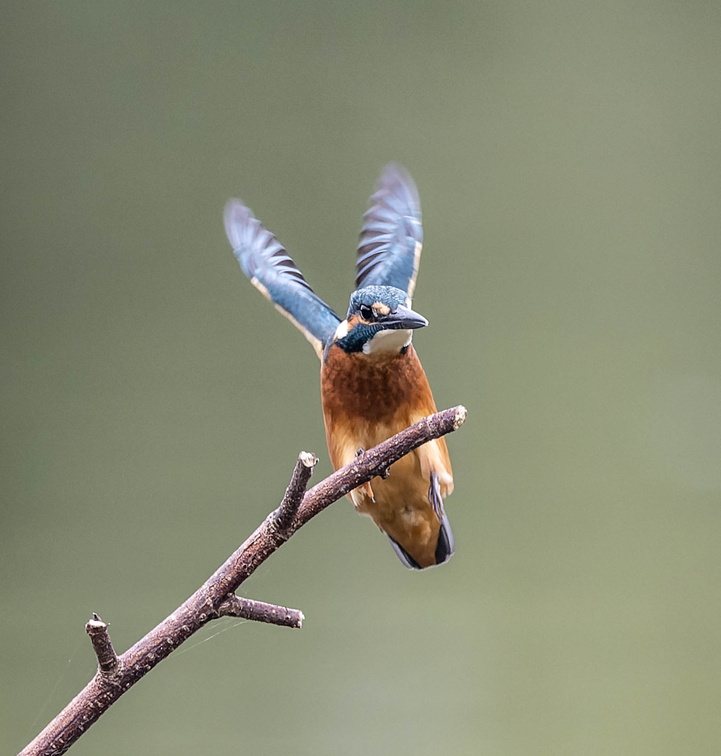 Martin-pêcheur d'Europe Alcedo atthis - Common Kingfisher