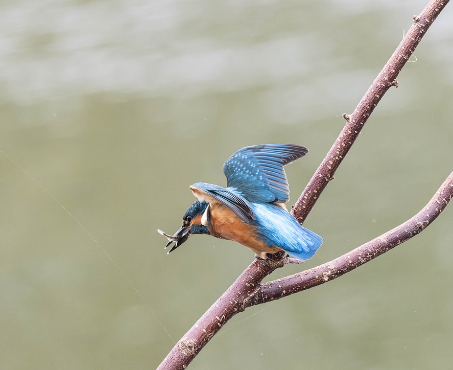 Martin-pêcheur d'Europe Alcedo atthis - Common Kingfisher