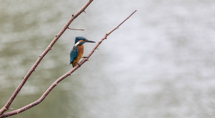 Martin-pêcheur d'Europe Alcedo atthis - Common Kingfisher