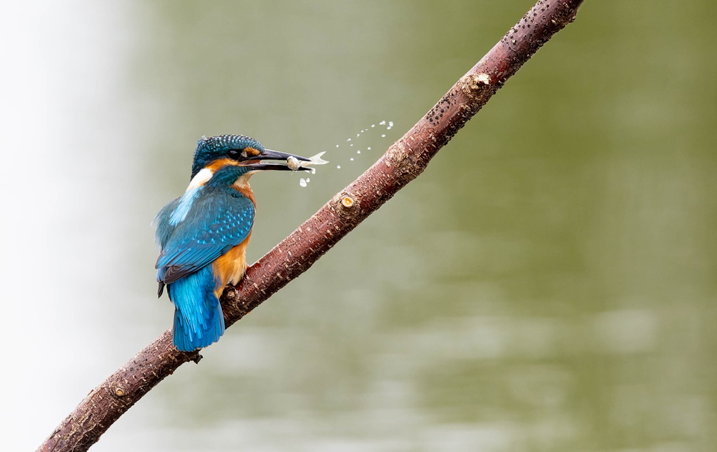 Martin-pêcheur d'Europe Alcedo atthis - Common Kingfisher