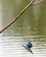 Martin-pêcheur d'Europe Alcedo atthis - Common Kingfisher