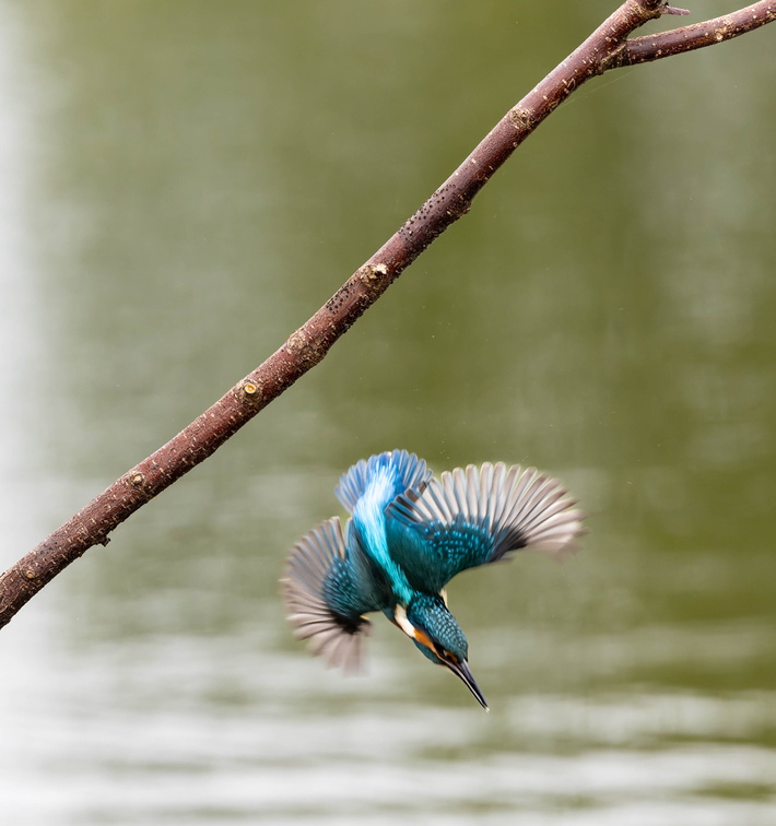 Martin-pêcheur d'Europe Alcedo atthis - Common Kingfisher