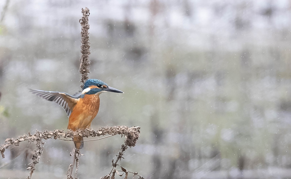 Martin-pêcheur d'Europe Alcedo atthis - Common Kingfisher (sur salicaire)