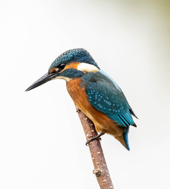 Martin-pêcheur d'Europe Alcedo atthis - Common Kingfisher