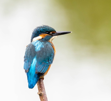 Martin-pêcheur d'Europe Alcedo atthis - Common Kingfisher