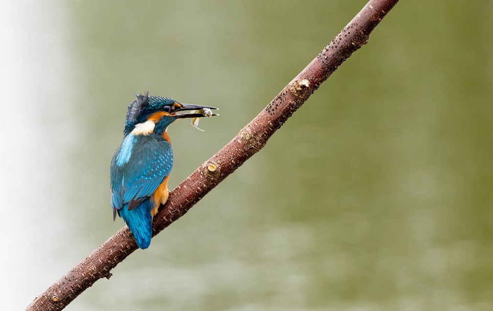 Martin-pêcheur d'Europe Alcedo atthis - Common Kingfisher