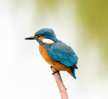 Martin-pêcheur d'Europe Alcedo atthis - Common Kingfisher