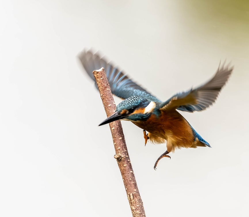 Martin-pêcheur d'Europe Alcedo atthis - Common Kingfisher