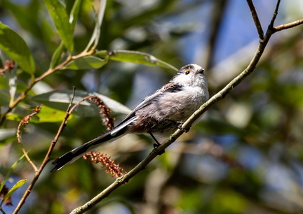 Orite à longue queue Mésange à longue queue Aegithalos caudatus - Long-tailed Tit