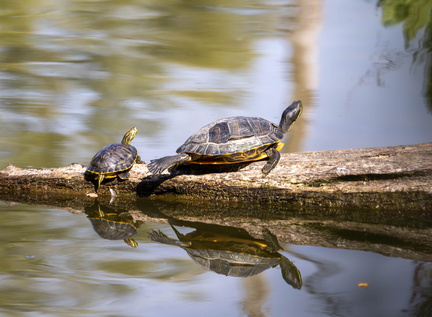 Trachémyde à ventre jaune, Tortue à tempes jaunes, Tortue de Floride,  Tortue à ventre jaune (Trachemys scripta scripta)  et (Trachemys scripta elegans) Tortue de Floride, Trachémyde à tempes rouges , Tortue à tempes rouges ,Tortue à oreilles rouges