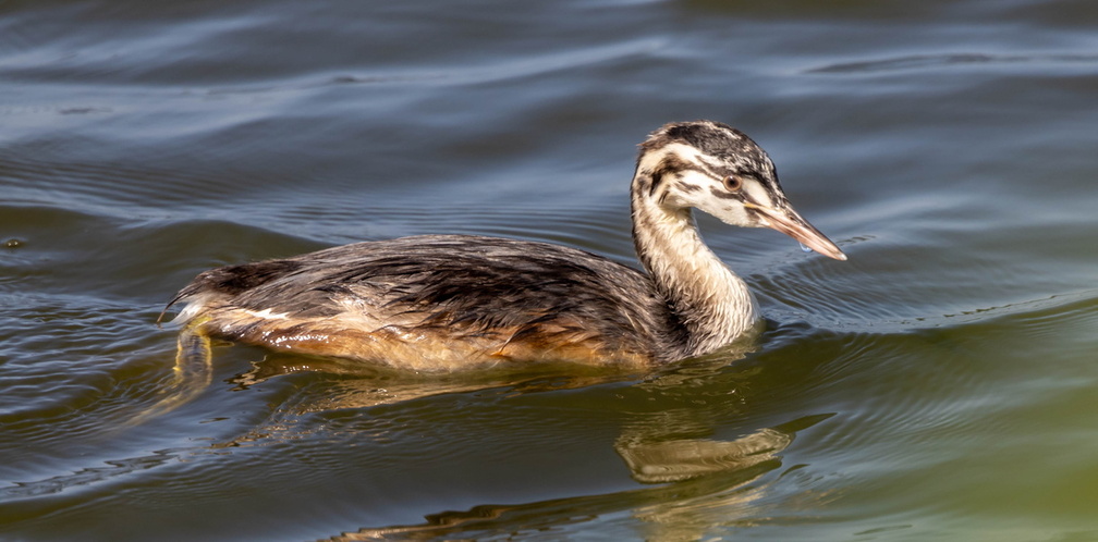 Grèbe huppé Podiceps cristatus - Great Crested Grebe