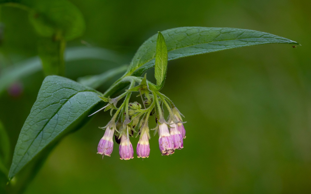 Consoude officinale