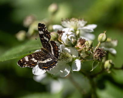 Carte géographique (Araschnia levana) 