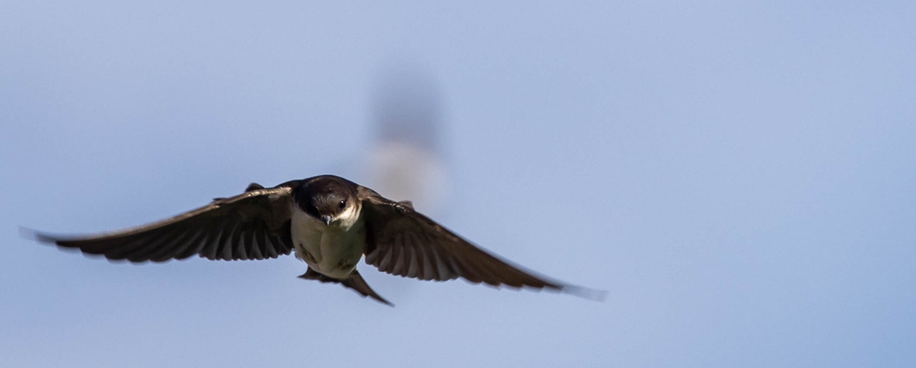 Hirondelle de fenêtre Delichon urbicum - Western House Martin