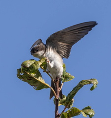 Hirondelle de fenêtre Delichon urbicum - Western House Martin