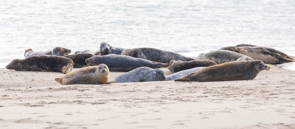 phoque veau-marin, phoque commun (Phoca vitulina)