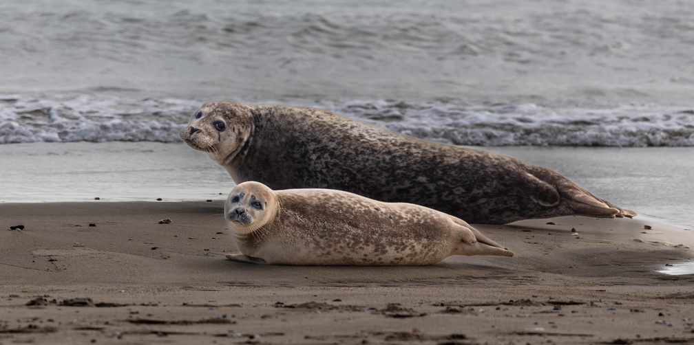 phoque veau-marin, phoque commun (Phoca vitulina)