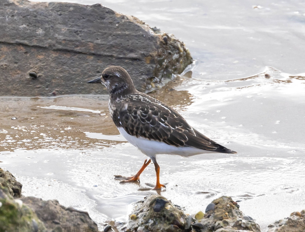 Tournepierre à collier Arenaria interpres - Ruddy Turnstone