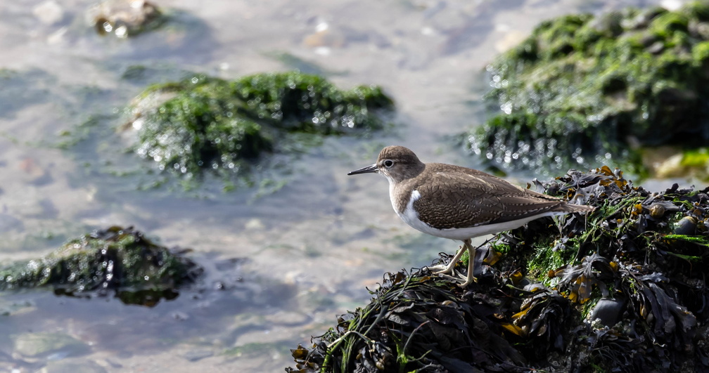 Chevalier guignette Actitis hypoleucos - Common Sandpiper