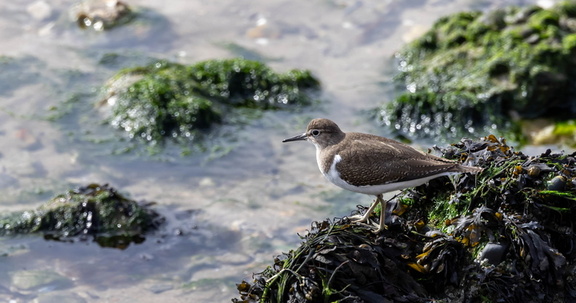 Chevalier guignette Actitis hypoleucos - Common Sandpiper