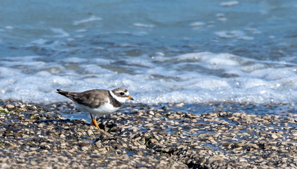 Grand Gravelot Pluvier grand-gravelot Charadrius hiaticula - Common Ringed Plover