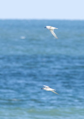 Sterne diamant Sterna sumatrana - Black-naped Tern