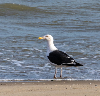 Goéland marin Larus marinus - Great Black-backed Gull