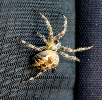 Épeire diadème  Araneus diadematus