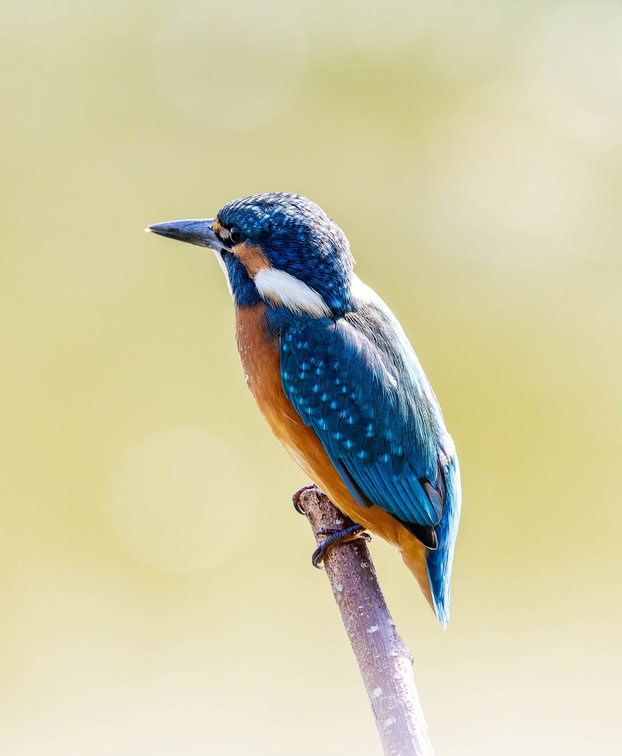 Martin-pêcheur d'Europe Alcedo atthis - Common Kingfisher