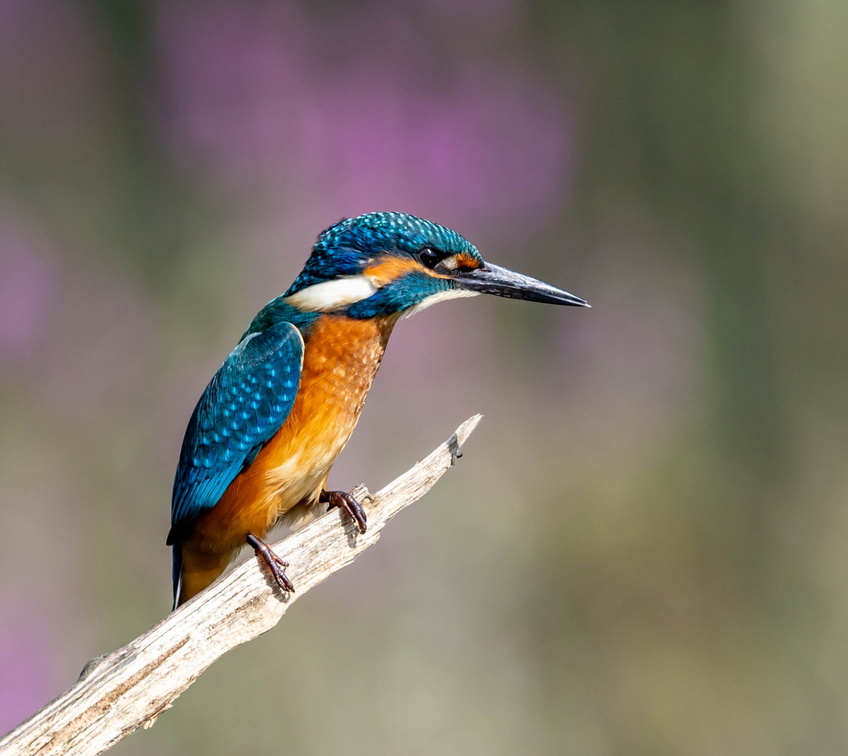 Martin-pêcheur d'Europe Alcedo atthis - Common Kingfisher