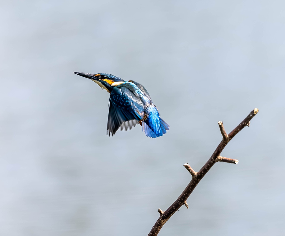 Martin-pêcheur d'Europe Alcedo atthis - Common Kingfisher