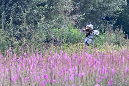 Busard des roseaux Circus aeruginosus - Western Marsh Harrier