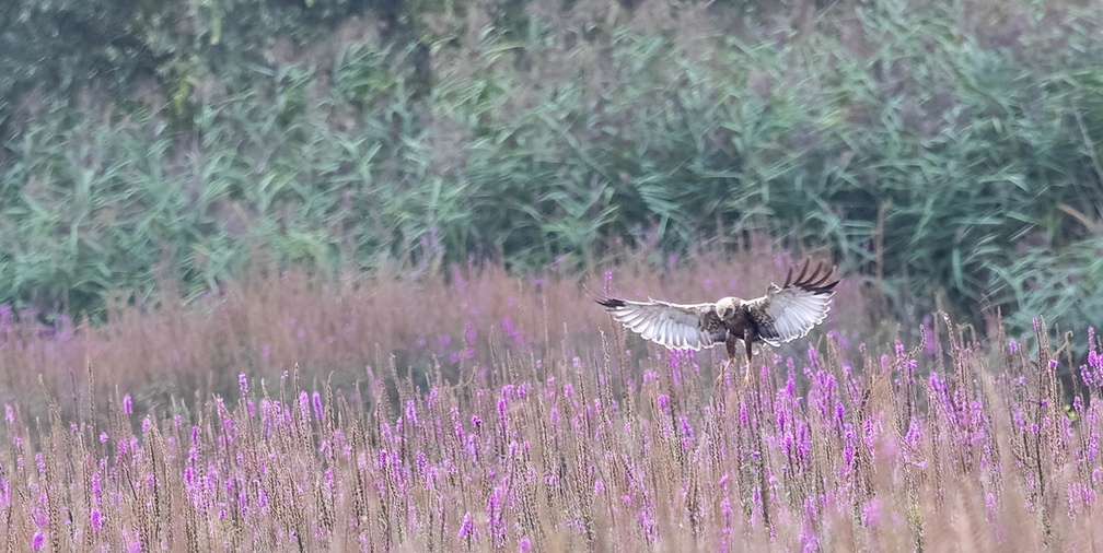 Busard des roseaux Circus aeruginosus - Western Marsh Harrier