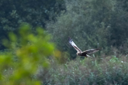 Busard des roseaux Circus aeruginosus - Western Marsh Harrier