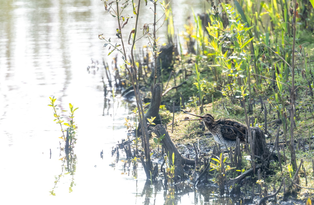 Bécassine des marais Gallinago gallinago - Common Snipe