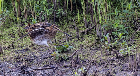 Bécassine des marais Gallinago gallinago - Common Snipe