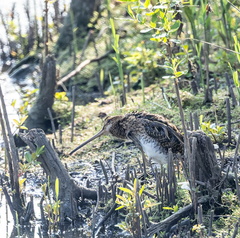 Bécassine des marais Gallinago gallinago - Common Snipe