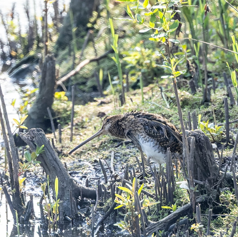 Bécassine des marais Gallinago gallinago - Common Snipe