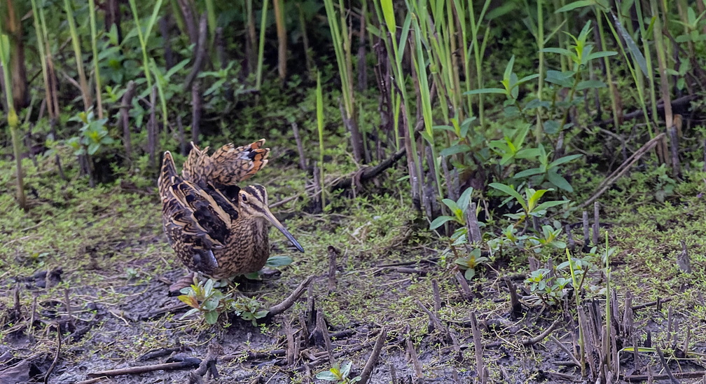 Bécassine des marais Gallinago gallinago - Common Snipe