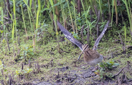 Bécassine des marais Gallinago gallinago - Common Snipe