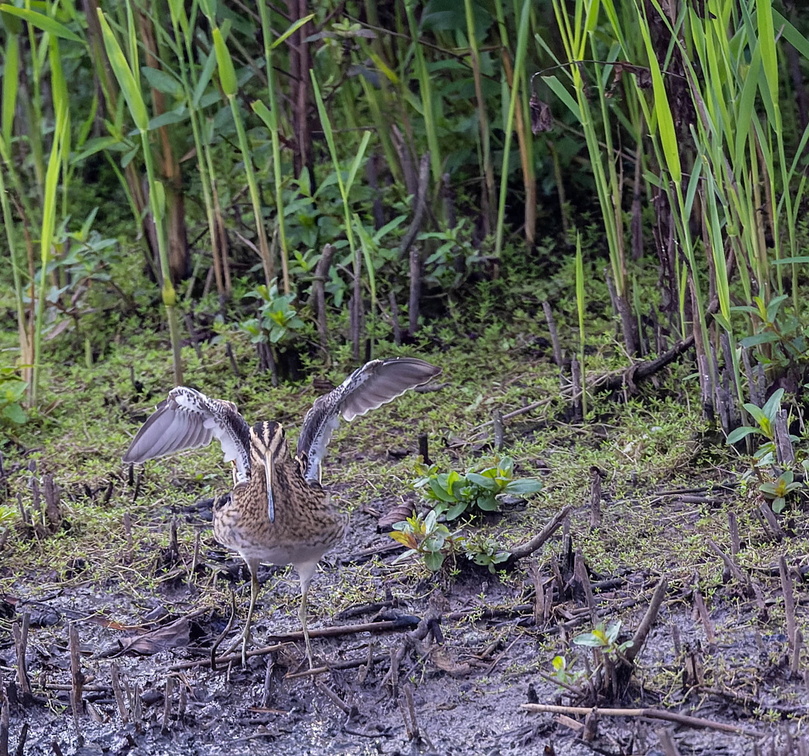 Bécassine des marais Gallinago gallinago - Common Snipe