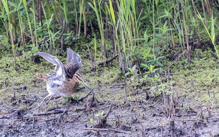 Bécassine des marais Gallinago gallinago - Common Snipe